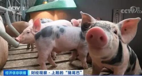 豬肉價格反彈,1頭豬利潤=2瓶茅臺酒?