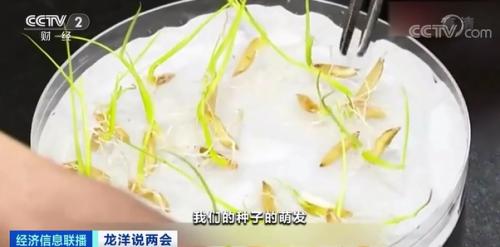 中國糧，用中國種！