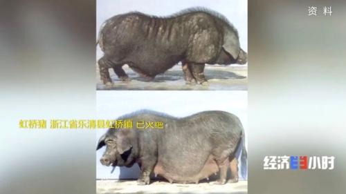8個品種本土種豬滅絕!我們餐桌多為“外來豬”?!本土“二師兄”去哪了?