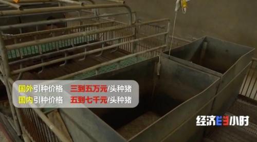 8個品種本土種豬滅絕!我們餐桌多為“外來豬”?!本土“二師兄”去哪了?