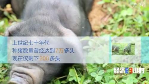 8個品種本土種豬滅絕!我們餐桌多為“外來豬”?!本土“二師兄”去哪了?